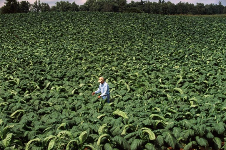 Tobacco farmers will be assisted in switching to alternative crops by WHO