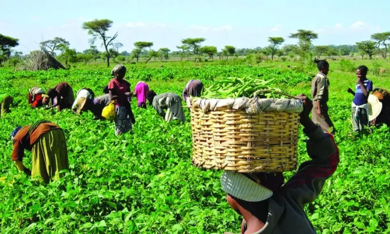 ABP loan: CBN to take action against defaulting farmers